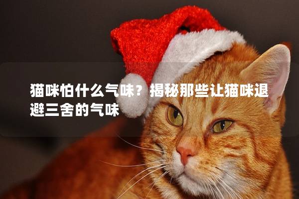 貓咪怕什么氣味？揭秘那些讓貓咪退避三舍的氣味