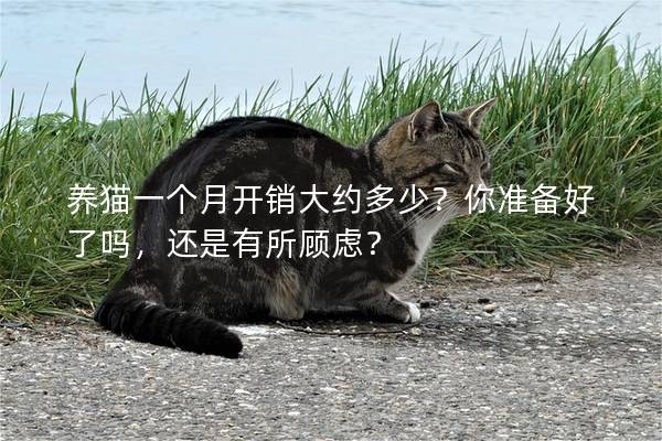 養貓一個月開銷大約多少？你準備好了嗎，還是有所顧慮？