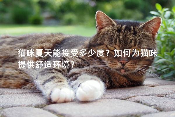 貓咪夏天能接受多少度？如何為貓咪提供舒適環(huán)境？