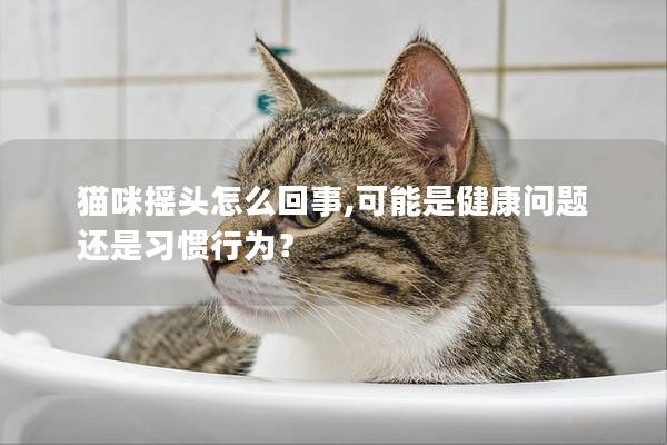 貓咪搖頭怎么回事,可能是健康問題還是習慣行為？
