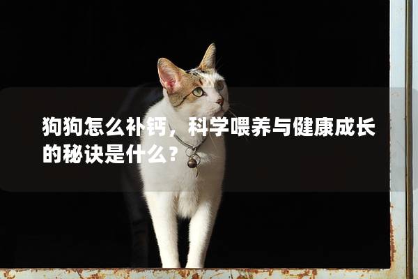 狗狗怎么補(bǔ)鈣，科學(xué)喂養(yǎng)與健康成長(zhǎng)的秘訣是什么？