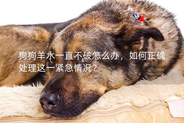 狗狗羊水一直不破怎么辦，如何正確處理這一緊急情況？