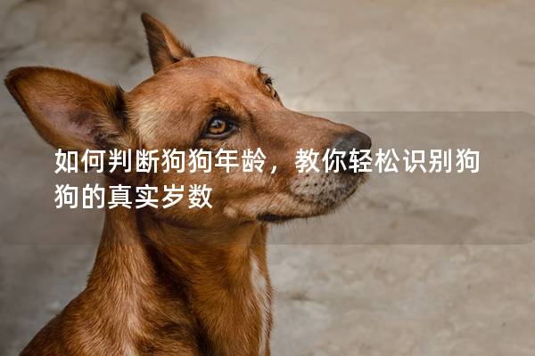 如何判斷狗狗年齡，教你輕松識別狗狗的真實歲數