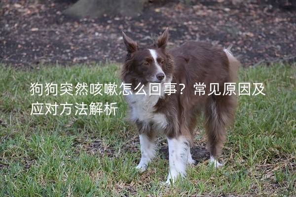 狗狗突然咳嗽怎么回事？常見原因及應對方法解析