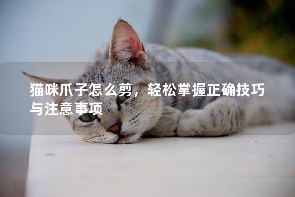 貓咪爪子怎么剪，輕松掌握正確技巧與注意事項