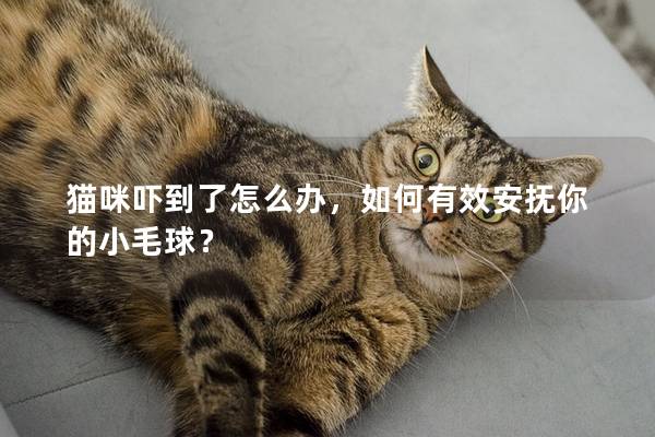 貓咪嚇到了怎么辦，如何有效安撫你的小毛球？