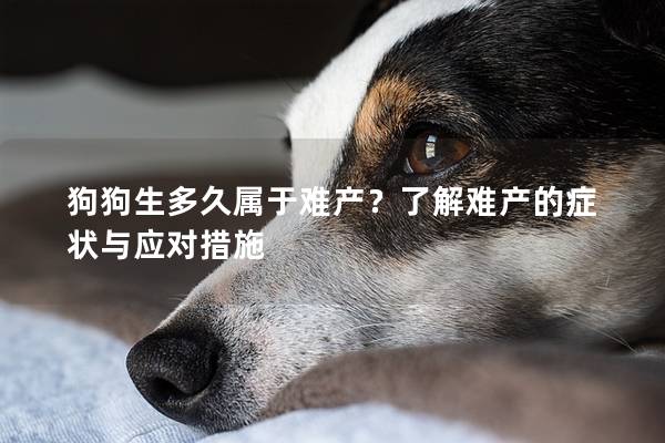 狗狗生多久屬于難產？了解難產的癥狀與應對措施