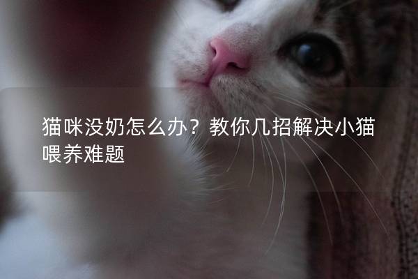 貓咪沒奶怎么辦？教你幾招解決小貓喂養難題