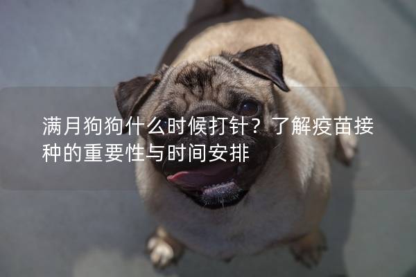 滿月狗狗什么時(shí)候打針？了解疫苗接種的重要性與時(shí)間安排