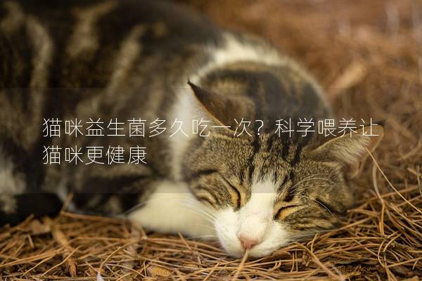 貓咪益生菌多久吃一次？科學喂養讓貓咪更健康