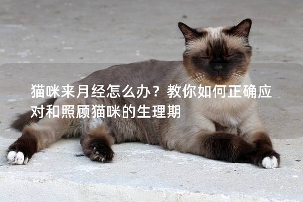 貓咪來月經怎么辦？教你如何正確應對和照顧貓咪的生理期