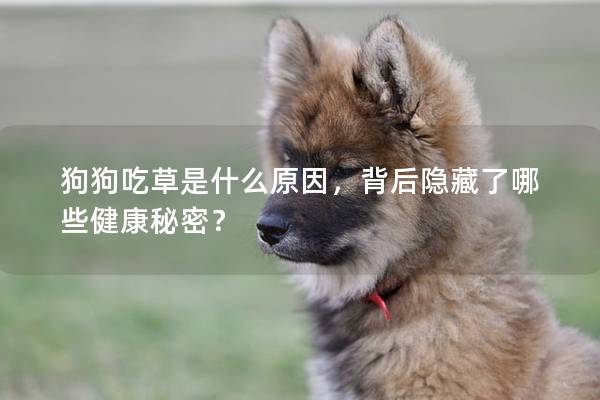 狗狗吃草是什么原因，背后隱藏了哪些健康秘密？