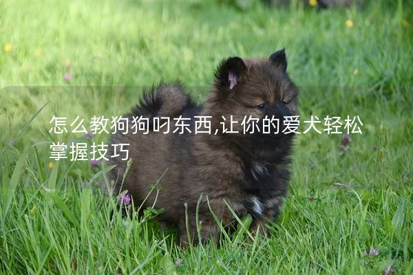 怎么教狗狗叼東西,讓你的愛犬輕松掌握技巧