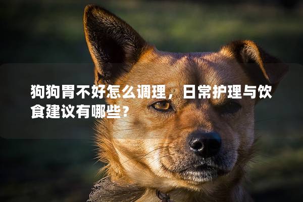 狗狗胃不好怎么調(diào)理，日常護(hù)理與飲食建議有哪些？