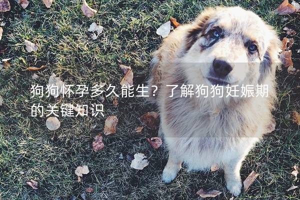 狗狗懷孕多久能生？了解狗狗妊娠期的關(guān)鍵知識(shí)