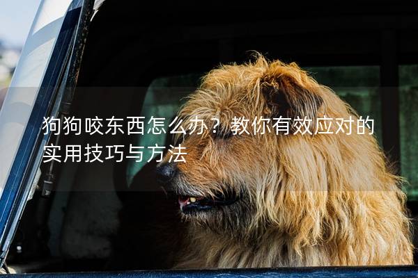 狗狗咬東西怎么辦？教你有效應(yīng)對(duì)的實(shí)用技巧與方法