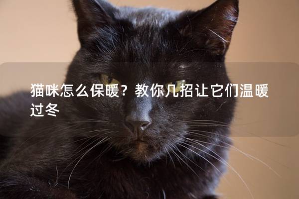貓咪怎么保暖？教你幾招讓它們溫暖過冬