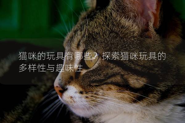 貓咪的玩具有哪些？探索貓咪玩具的多樣性與趣味性