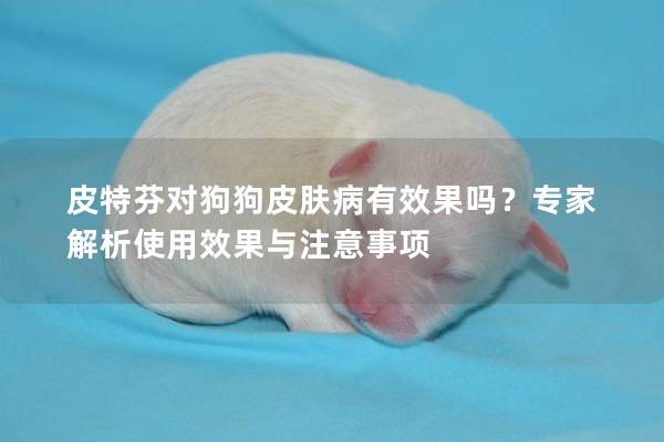 皮特芬對狗狗皮膚病有效果嗎？專家解析使用效果與注意事項