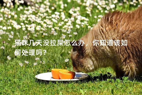 貓咪幾天沒(méi)拉屎怎么辦，你知道該如何處理嗎？