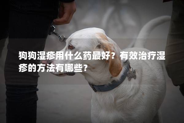 狗狗濕疹用什么藥最好？有效治療濕疹的方法有哪些？
