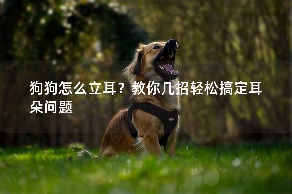 狗狗怎么立耳?教你幾招輕松搞定耳朵問題 狗狗怎么立耳?教你幾招輕松搞定耳朵問題