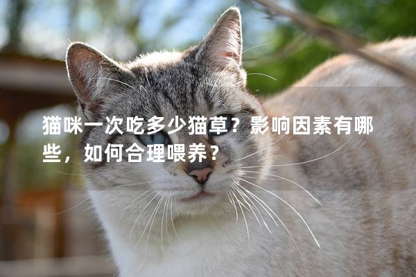 貓咪一次吃多少貓草？影響因素有哪些，如何合理喂養(yǎng)？
