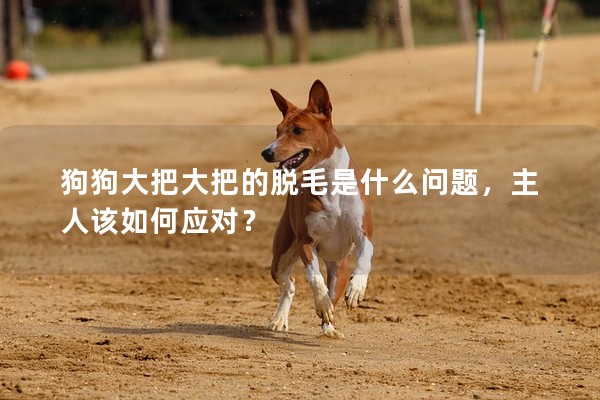 狗狗大把大把的脫毛是什么問題,主人該如何應(yīng)對? 狗狗大把大把的脫毛是什么問題,主人該如何應(yīng)對?