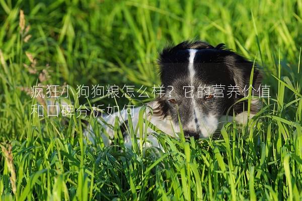 瘋狂小狗狗糧怎么樣？它的營養價值和口碑分析如何