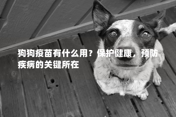 狗狗疫苗有什么用？保護健康，預防疾病的關鍵所在