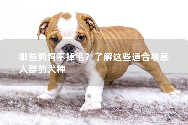 哪些狗狗不掉毛?了解這些適合敏感人群的犬種 哪些狗狗不掉毛?了解這些適合敏感人群的犬種