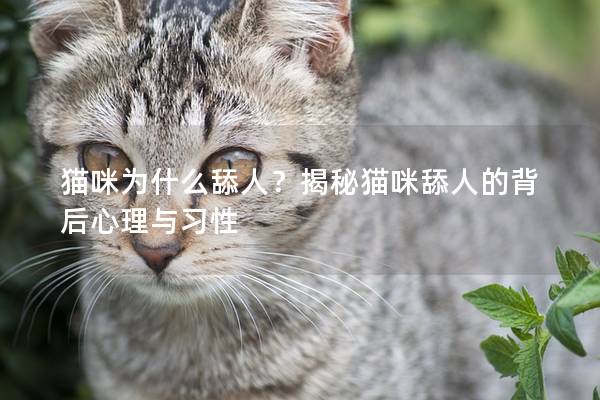貓咪為什么舔人？揭秘貓咪舔人的背后心理與習性