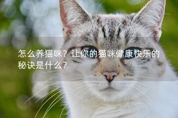 怎么養(yǎng)貓咪？讓你的貓咪健康快樂的秘訣是什么？