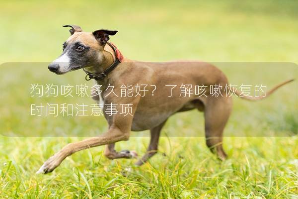 狗狗咳嗽多久能好？了解咳嗽恢復的時間和注意事項