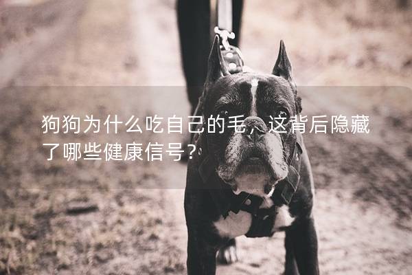 狗狗為什么吃自己的毛，這背后隱藏了哪些健康信號？