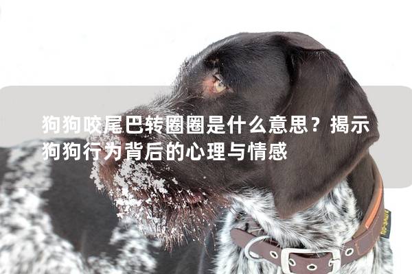 狗狗咬尾巴轉圈圈是什么意思？揭示狗狗行為背后的心理與情感