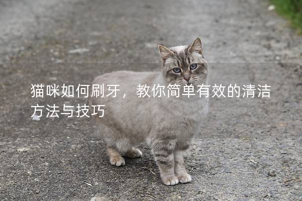 貓咪如何刷牙，教你簡單有效的清潔方法與技巧