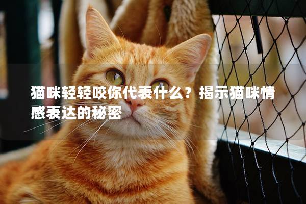 貓咪輕輕咬你代表什么？揭示貓咪情感表達的秘密
