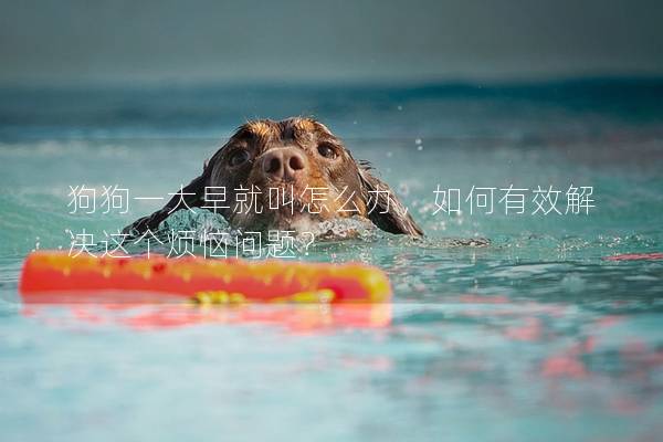 狗狗一大早就叫怎么辦，如何有效解決這個煩惱問題？