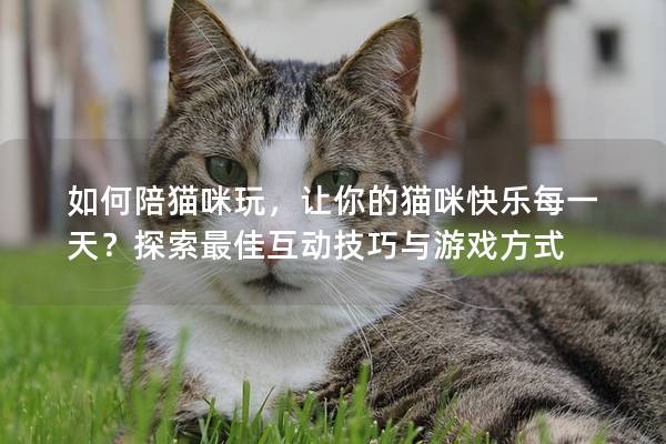 如何陪貓咪玩，讓你的貓咪快樂每一天？探索最佳互動技巧與游戲方式