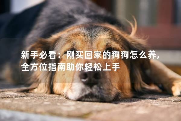 新手必看：剛買回家的狗狗怎么養(yǎng),全方位指南助你輕松上手