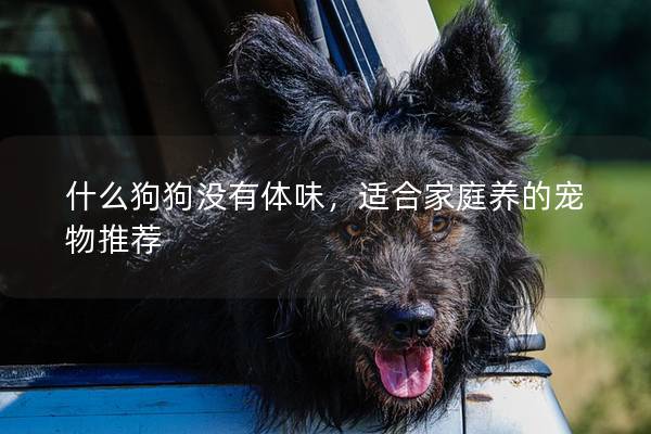 什么狗狗沒有體味，適合家庭養(yǎng)的寵物推薦