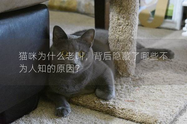 貓咪為什么老叫，背后隱藏了哪些不為人知的原因？