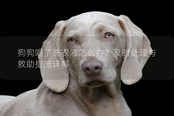 狗狗喝了洗衣液怎么辦？及時(shí)處理與救助措施詳解