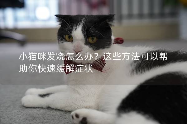 小貓咪發燒怎么辦？這些方法可以幫助你快速緩解癥狀