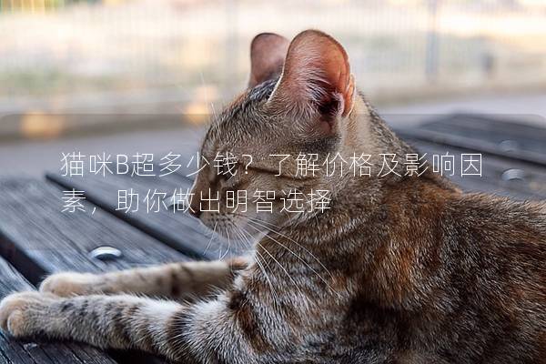 貓咪B超多少錢？了解價格及影響因素，助你做出明智選擇