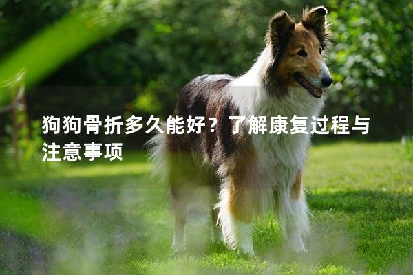 狗狗骨折多久能好？了解康復(fù)過(guò)程與注意事項(xiàng)