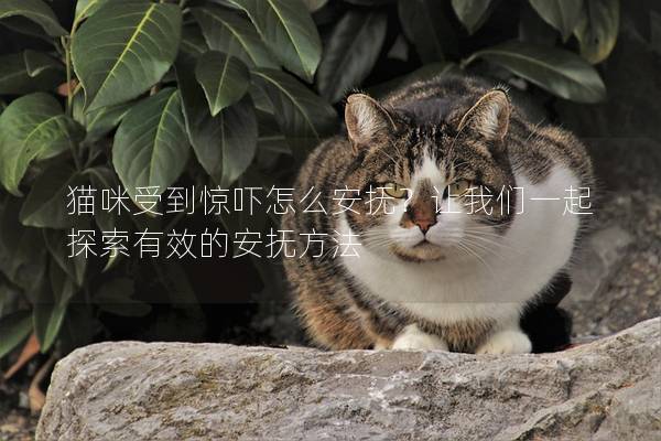 貓咪受到驚嚇怎么安撫？讓我們一起探索有效的安撫方法