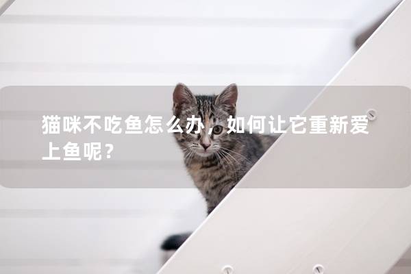 貓咪不吃魚怎么辦，如何讓它重新愛上魚呢？