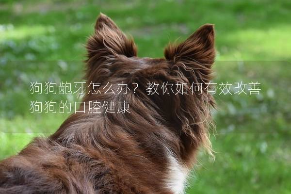 狗狗齙牙怎么辦？教你如何有效改善狗狗的口腔健康